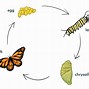 Image result for Animal Cycle Drawed