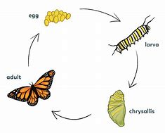 Image result for What Is a Life Cycle of an Insect