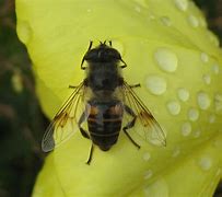 Image result for Bee Like Insects