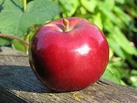 Image result for Color a Apple Macintosh Fruit