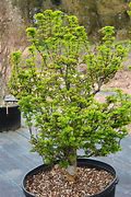 Image result for Acer palmatum Shishigashira