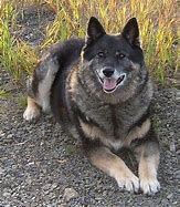 Image result for Medium Mixed Breed Dogs
