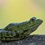Image result for Froggy Eat Bug Zoo