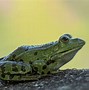 Image result for Frogs Eating Bugs