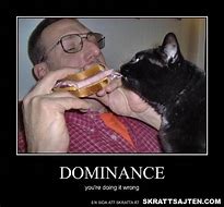 Image result for Cat Meme You're Doing It Wrong