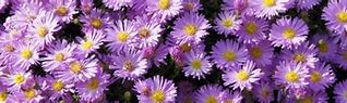 Image result for Aster Herbstgr. v. Bresserhof (Dumosus-Group)