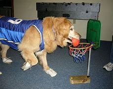 Image result for Air Bud Memes