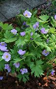 Image result for Glaucidium palmatum var. leucanthum