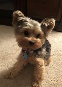 Image result for Black and Brown Yorkie