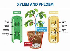 Image result for Xylem and Phloem Drawing