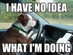 Image result for Dog Driving Car Joke