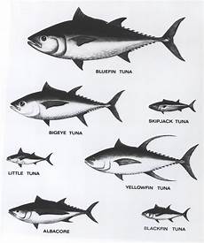 Tuna Wiktionary