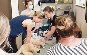 Image result for Recover CPR Initiate Vet Tech