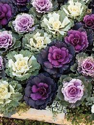 Image result for Cabbage Osaka Red