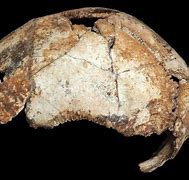 Image result for Old Human Skull