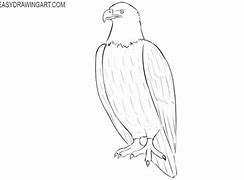 Image result for Eagle Body Drawing