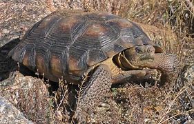 Image result for Desert Tortoise