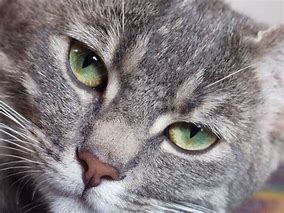Image result for Grey Cat with Green Eyes