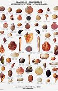 Image result for Clam Shell Identification