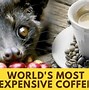 Image result for Civet Cat Coffee