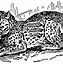Image result for Ocelot Cartoon