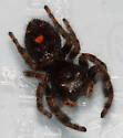 Image result for Black Spider with Red Spot On Back