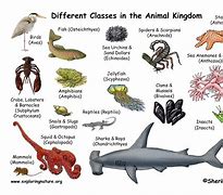 Image result for How Many Animals in the Picture