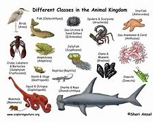 Image result for Grade 1 Animals Lesson Plan