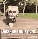Image result for Cat Thug Life Meme GIF