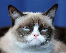 Image result for Grouchy Cat Meme