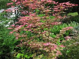 Image result for Acer palmatum Beni-komachi