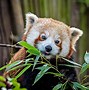 Image result for Red Panda Ecosystem