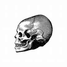 Image result for Victorian Skull Art