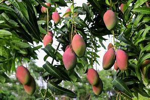 Image result for Apple Mango Tree