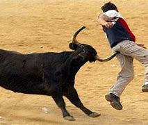 Image result for Funny Bull Fighting
