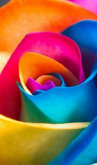 Image result for Rainbow Flower iPhone Wallpapers
