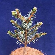 Picea omorika Berliner Weeper WB के लिए छवि परिणाम
