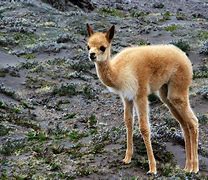 Image result for vicuña