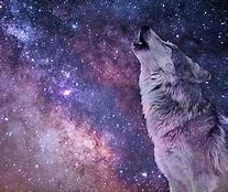 Image result for Cool Animals Galaxy