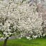 Image result for Crabapple Trees with Edible Fruit