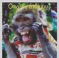 Image result for Funny Friday Monkey Memes