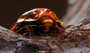 Image result for Giant Burrowing Cockroach