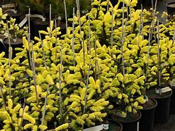 Image result for Picea abies Goldnugget (Aurea WB)