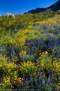 Image result for The Arizona Wildflowers Musical Group