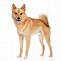 Image result for Dogs Like Shiba Inu
