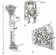 Image result for Long Bone Structure