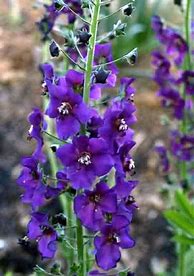 Image result for Verbascum phoeniceum violetta