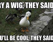 Image result for A Duck Meme