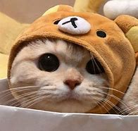Image result for Cat Aesthetic PFP with Hat