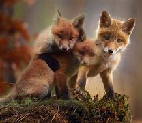 Image result for Baby Foxes